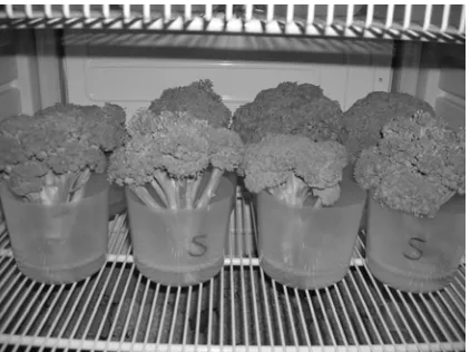 Figura 1: almacenaje de las cabezas de brócoli en solución azucarada, en oscuridad y a 
