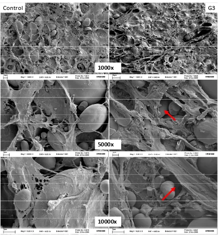 Figura 2.5. Efecto de la enzima glucosa oxidasa sobre la microestructura de la masa.