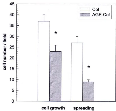 Figure 2Effect of an AGE-modified type I collagen matrix on UMR106cell proliferation and spreading