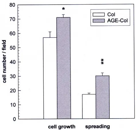 Figure 3Effect of an AGE-modified type I collagen matrix onMC3T3E1 cell proliferation and spreading