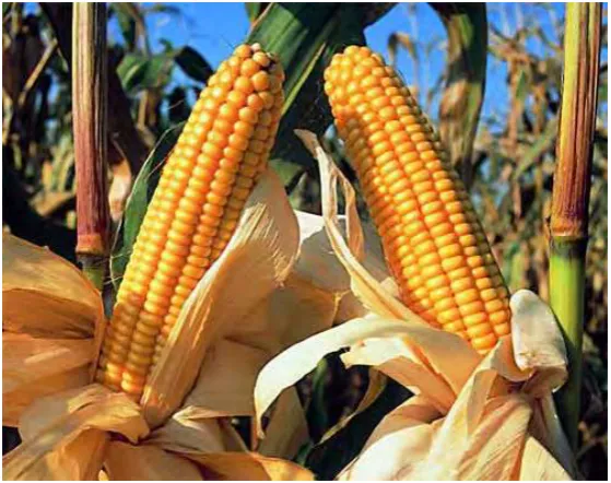Figura 1.1. Mazorcas de maíz (Zea mays) 