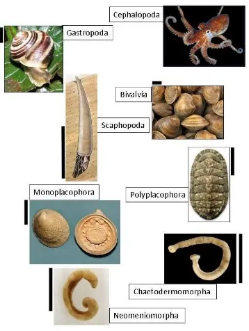 Figura 3. Imágenes de los ocho grupos de moluscos (según Nielsen, 2012). Barra de escala: 1cm 