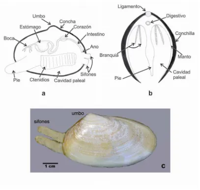 Figura 1.( Esquema de un bivalvo. A: Diagrama de un corte longitudinal; B: diagrama de un corte transversal; C: vista de concha y sifones de una “almeja amarilla” o Amarilladesma mactroides Reeve, 1854) (imagen tomada por Alfredo Vilches)