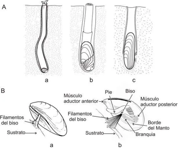 Figura 8. A. Tipos de bivalvos perforadores. a- e.g. Teredo sp. (sustrato: madera); b- e.g