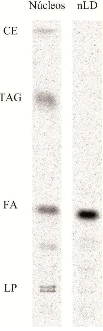 Figura 37. Incorporación de ácido [1-14C]18:1n-9 en nLD aisladas. Luego de incubar in vitro 