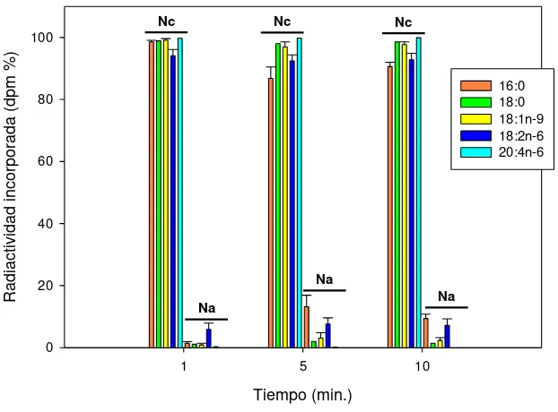 Figura 28. Distribución de la radiactividad nuclear entre la fase clorofórmica y fase acuosa.clorofórmica (Nc) y acuosa (Na) de la fracción nuclear luego de la extracción de Folch