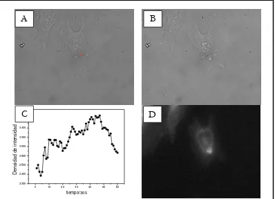 FIGURA 4: Imágenes de campo claro de células HeLa incubadas con ALA , antes (A)y después  (B)de la irradiación bifotónica en el sitio indicado con un punto rojo
