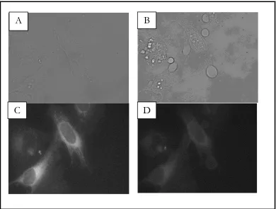 FIGURA 6: Imágenes de campo claro antes (A) y después (B) de la irradiación no localizada de Mito Q10