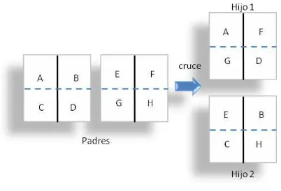 Figura 1. Funcionamiento del cruce de matrices