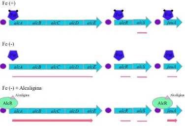 Figura 3. Modelo del mecanismo molecular de la regulación transcripcional del sistema 
