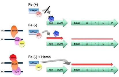 Figura 4. Modelo del mecanismo molecular de la regulación transcripcional del operon 