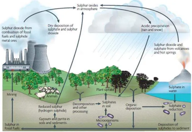 Figura 1.2 Ciclo  del  azufre  y  transformaciones  químicas  y  microbiológicas  del  elemento (tomadas de Muyzer et al., 2008) 