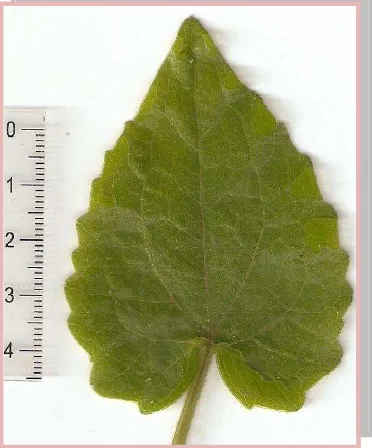 Fig.5.1. Mikania cordifolia (L. f.) Willd.  