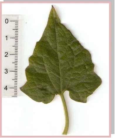 Fig.5.8. Mikania micrantha Kunth 