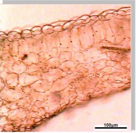 Fig. 5.11. Mikania micrantha. CT.; Lámina con mesofilo 