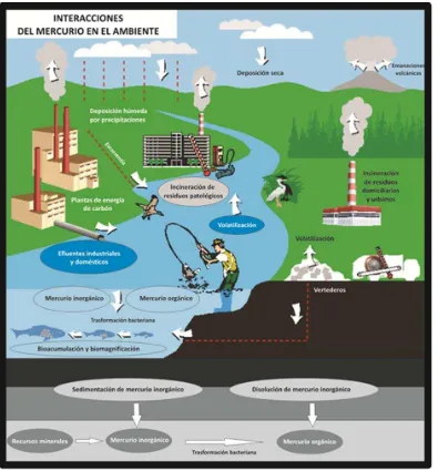 Figura 2. Trayectorias del mercurio en el medio ambiente. 