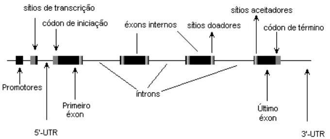 Figura 1: Estrutura de um gene eucarionte. 