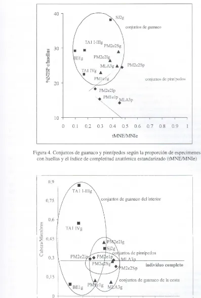 Figura 5. Comparación de los conjuntos de guanaco y CABEZNMJEMBROS pinnípedos según los índices y el de completitud anatómica estandarizado (tMNE/MNle) 