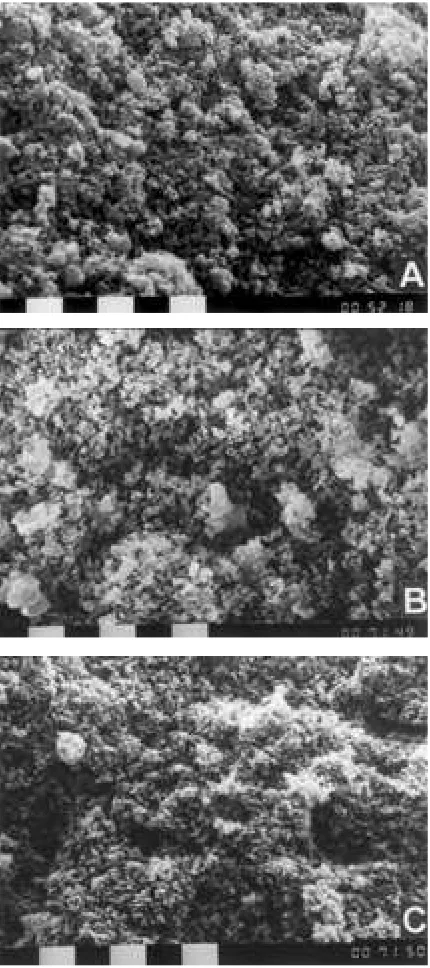Figure 7: SEM microphotographs of :  SC-155 (A), S-155 (B) and C-155 (C). / Scale bar = 1µm.