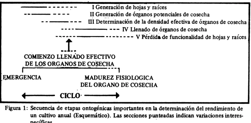 Figura 1: Secuencia de etapas ontogénicas importantes en la determinación del rendimiento de 