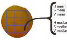 Figure 3: Region of the image used to extract the mean and median features of the HSV color space.