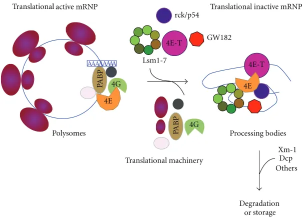 Figure 2: Relationship among active polysomes and PBs. The recruitment of active polysomes to PB implies the removal from the mRNAeIF4E-T, [16])