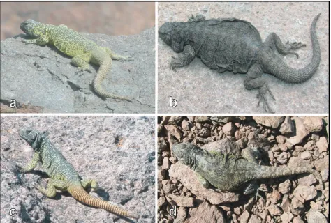 Figure 1. Dorsal view in life of some specimens studied. a) P. damasense (Holotype, SVL= 105.1 mm)