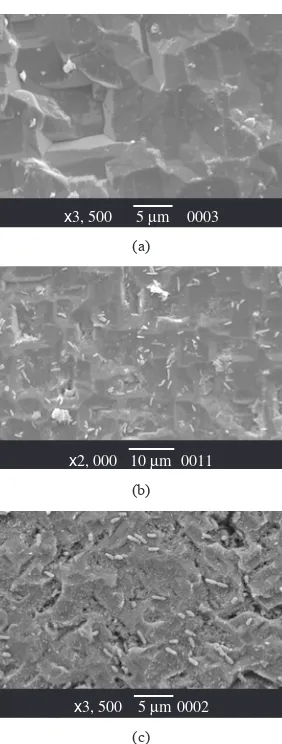 Figure 9. SEM microphotographs of Si after different exposure periods: a)  t = 0; b) t = 30 minutes; and c) t = 1 hour.