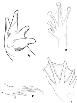 Figura 4: Distintos tipos de patas. rana trepadora. a: mano de un sapo. B: pie de una C: pie de una rana caminadora-saltadora