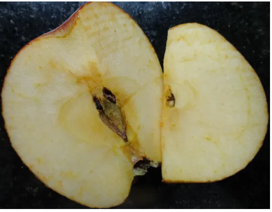 Figura 2. Pardeamiento enzimático en manzana 