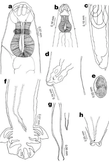 Figura 1. Kalicephalus costatuspapilas cervicales, vista ventral. c) extremo posterior, vista lateral
