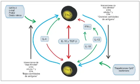 Figura 2. Factores inmunológicos y celulares que regulan la expresión de las células Th1 y Th2