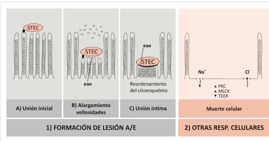 Figura 3. Representación gráfica de la colonización del epitelio intestinal por STECO157