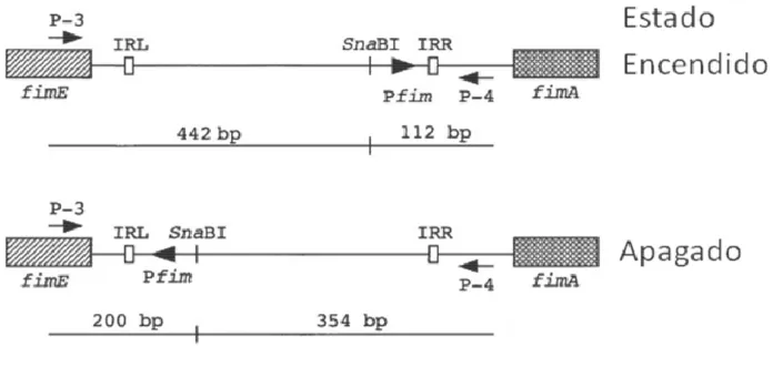 Figura 5. Orientación del elemento invertible que determina la variación de fase de la fimbria de tipo 1