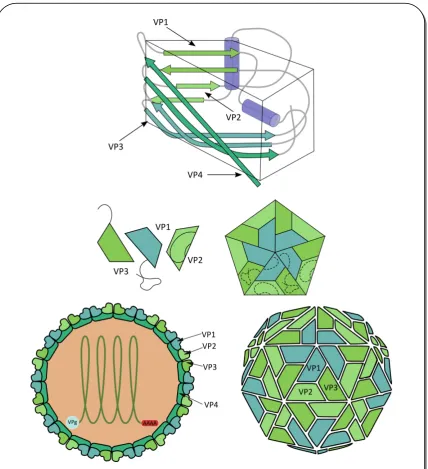 Figura 2. Esquema del virión de CVB.  