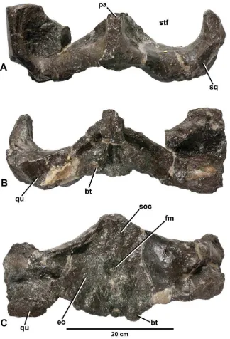 Figure 13. Plesiosuchus manseliiAbbreviations: bt, basal tubera; eo, exocciptial; fm, foramen magnum; pa, parietal; qu, quadrate; soc, supraoccipital; sq, squamosal; stf, supratemporalfenestra., holotype NHMUK PV OR40103