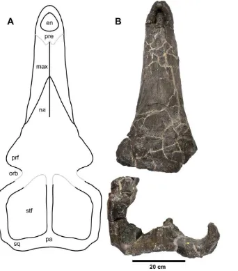 Figure 9. Plesiosuchus manseliirepresent elements that are missing) and (B) photograph of what is preserved