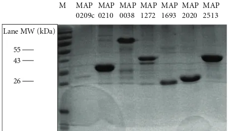 Figure 1: Recombinant proteins analyzed by coomassie-stainedSDS-PAGE to test purity.