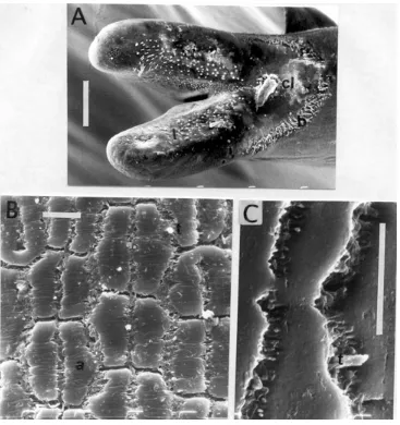 Fig. 7: scanning electron photographs of male of Beatogordius palustre n. sp. A: ventral view of posterior end showing tail lobes, rows ofbristles and spines posterior of the cloacal opening, scale bar = 100 µm; B, C: cuticle showing areoles with irregular margins, scale bars = 10µm; a: areoles, b: bristles, cl: cloacal opening, l: lobe, s: post-cloacal spines, t: tubercle