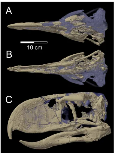Figure 1. Skull of Andalgalornis steulleti (FMNH P1435). A, dorsal view, B, ventral view, and C, left lateral view, based on volume rendering of CTscan data