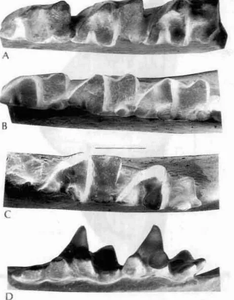 Fig. 6.-Thyl(Jlhl!ridimllfragmento de maxilar derecho con los M