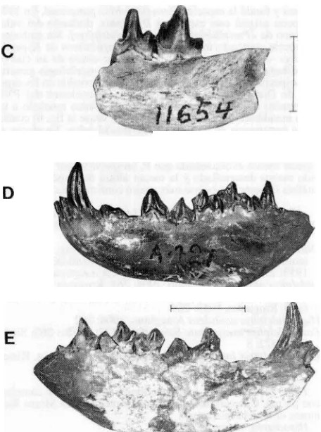 Fig. 7.-Hyperdide1phv.s resto posterior de crrlneo en inexpectata. A-B : MACN 7950, un vistas dorsal (A) y ventral (B); C: MMP 21 l O-M, un fragmento de paladar con las series dentarias parcialmente conservadas