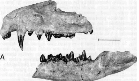 Fig. 9.-Hyperdidelphys pan~ula. A: MLP 91-IiI-1-86, frag- mentos de maxilar y mandibula izqiiierdos, en v i ~ t a  labial: B: MACN 17781, un fragmento de maxilar izquierdo en vista palatal; C: MLP r) 1-111- 1-57, una rama mandibular izquierda en vista labi