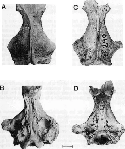 Fig, 10.-Hvpercíidelphs dimartinoi n. sp. A-B: MBB 1 1248 (tipo), un crineo casi completo en vistas dorsal (A) y ventral (B); C-Q: MMP 240-S, una regi6n posterior de crAneo en vistas dorsal (C) y ventral (D)