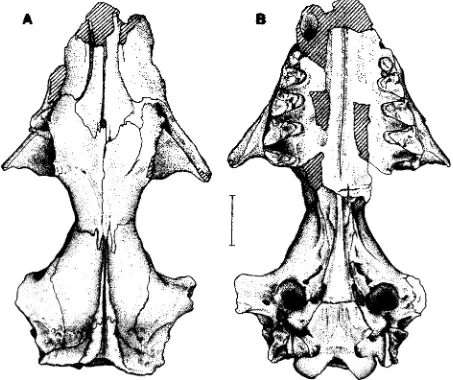 Fig. 5.-Hyperdidelphys dimartinoi n. sp. A-B: Tipo, MBB 11.248, un cráneo casi completo en vistas dorsal (A) y ventral (B)