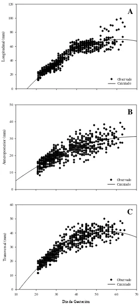 Figura 2.4. Análisis de regresión múltiple entre las dimensiones LON (mm, A), ATP (mm, B) y TRV (mm, C) del SG y los DG utilizando un modelo polinomial