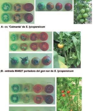Figura 1. Frutos y racimos de los genotipos progenitores: A) cv. ‘Caimanta’ de LA1385 de lycopersicumS., B) entrada 804627 portadora del gen nor de S