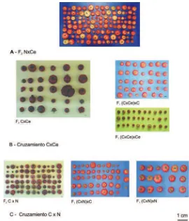 Figura 3. Segregación para tamaño y color de fruto en las generaciones segregantes. A)Cruzamiento NxCe, B) Cruzamiento CxCe y C) Cruzamiento CxNC: cv