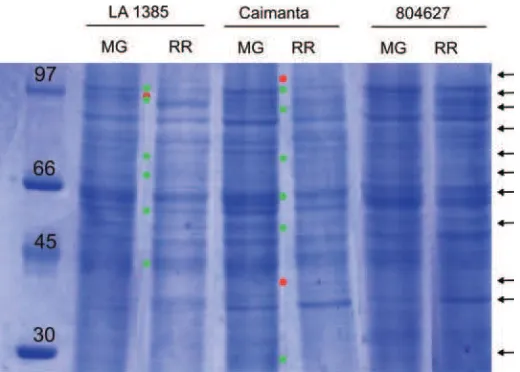 Figura 4. Perfiles proteicos de la entrada LA1385 de el cultivar ‘Caimanta’ y la entrada 804627 de En la primera calle se muestran los marcadores de peso molecular y su masa