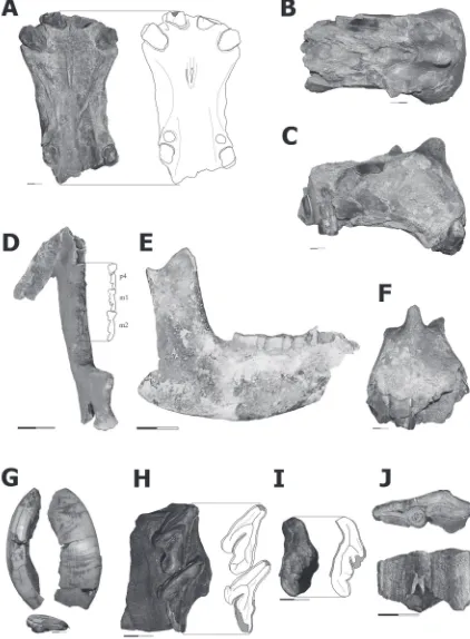 FIGURA 4: rior. con M2-M3 en vista oclusal (MRJP-933); superior derecho; A-F, Mixotoxodon larensis (MRJP-936), porción anterior del rostro en vistas: A: palatal; B: dorsal; C: lateral derecha; F: ante-D-I, Toxodon gracilis, D-E, mandíbula incompleta (MMB-0